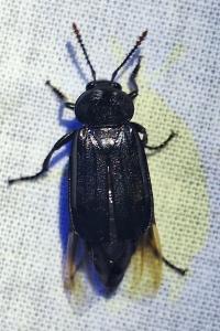 <i>Necrodes littoralis</i>