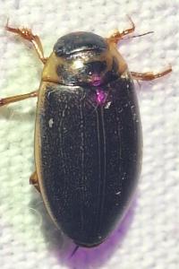 <i>Rhantus frontalis</i>