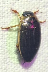 <i>Rhantus frontalis</i>