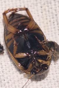 <i>Rhantus frontalis</i>