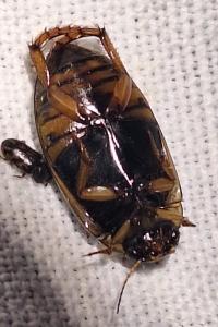 <i>Rhantus frontalis</i>
