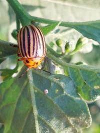 <i>Leptinotarsa decemlineata</i>