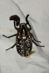 <i>Polyphylla fullo</i>