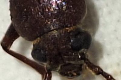 <i>Arhopalus rusticus</i>