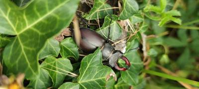 <i>Lucanus cervus</i>