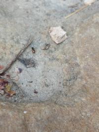 <i>Anthicus antherinus</i>