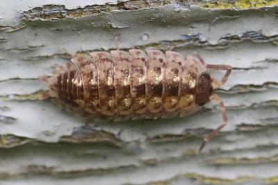 Porcellio spinicornis