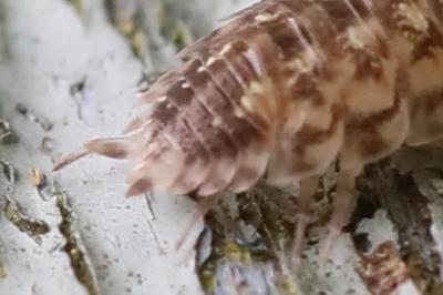 <i>Porcellio spinicornis</i>