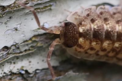 <i>Porcellio spinicornis</i>