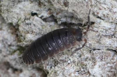 <i>Porcellio scaber</i>