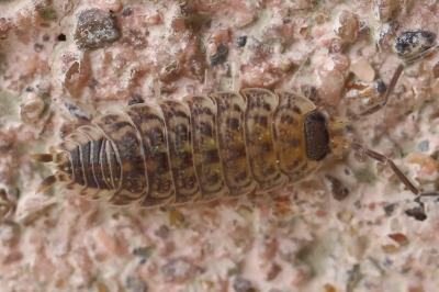 <i>Porcellio spinicornis</i>