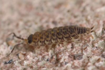 <i>Porcellio spinicornis</i>
