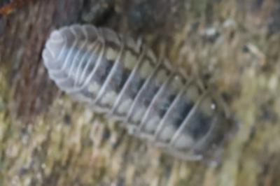 <i>Armadillidium nasatum</i>
