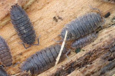 <i>Porcellio scaber</i>