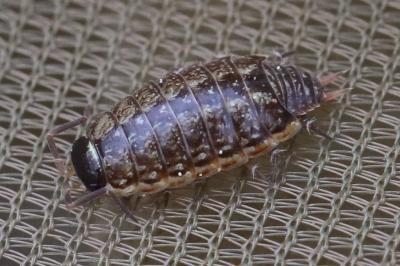 Philoscie des mousses 