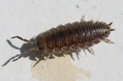 <i>Porcellio scaber</i>