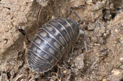 <i>Armadillidium nasatum</i>
