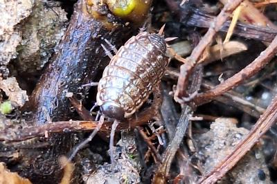 Philoscie des mousses 