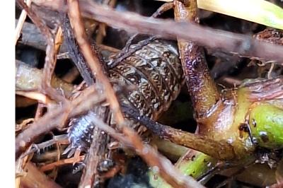 Philoscie des mousses 