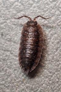 <i>Porcellio scaber</i>