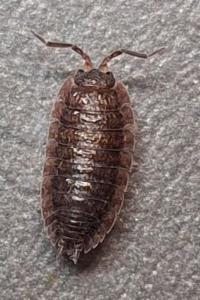 <i>Porcellio scaber</i>