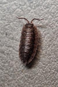 <i>Porcellio scaber</i>