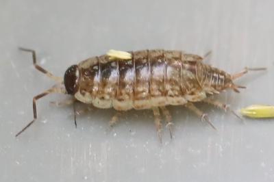 Philoscie des mousses 