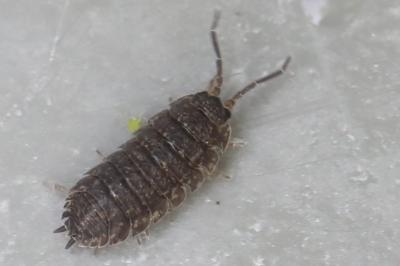 <i>Porcellio scaber</i>