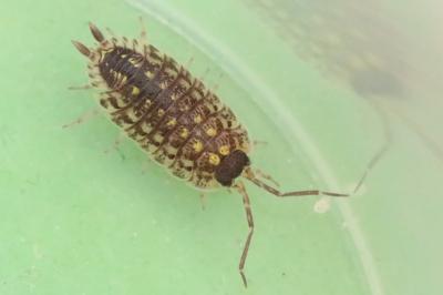 <i>Porcellio spinicornis</i>
