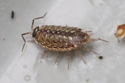 Philoscie des mousses 