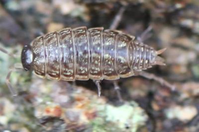 Philoscie des mousses 