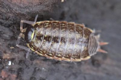 Philoscie des mousses 