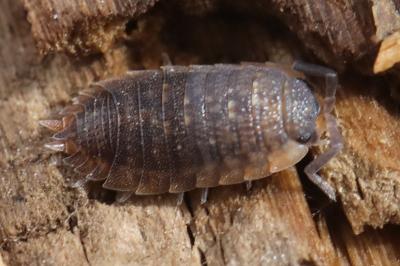 <i>Porcellio scaber</i>
