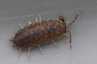 <i>Porcellio scaber</i>