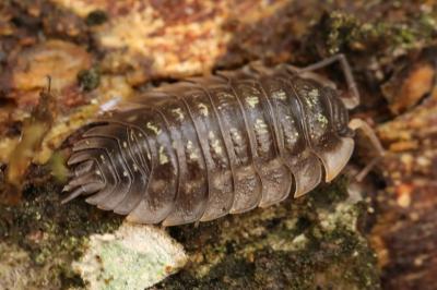 Oniscus asellus