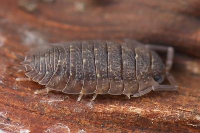 <i>Porcellio scaber</i>