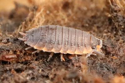 <i>Porcellio scaber</i>