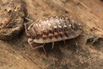 Oniscus asellus