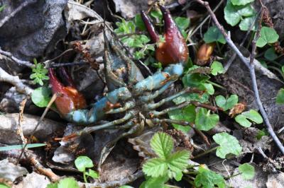 Pacifastacus leniusculus