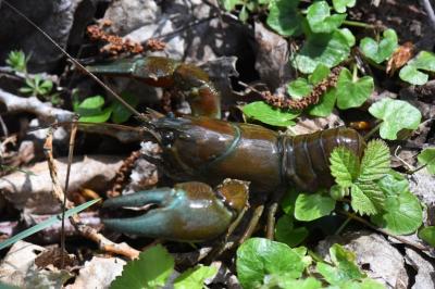Pacifastacus leniusculus