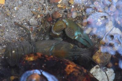 Pacifastacus leniusculus