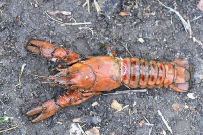 Faxonius limosus