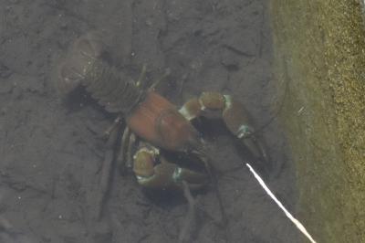 Pacifastacus leniusculus
