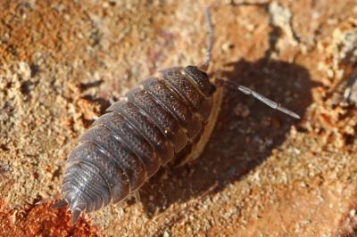<i>Porcellio scaber</i>