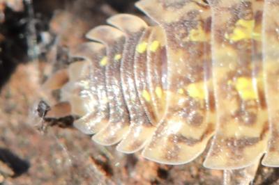 <i>Porcellio spinicornis</i>