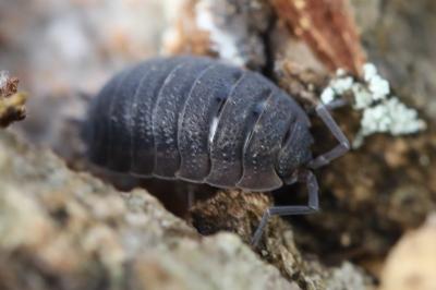 <i>Porcellio scaber</i>