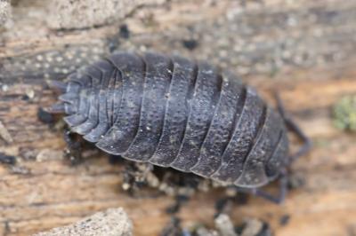 <i>Porcellio scaber</i>