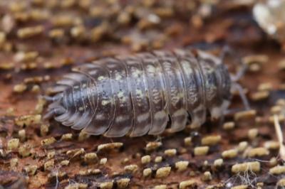 Oniscus asellus