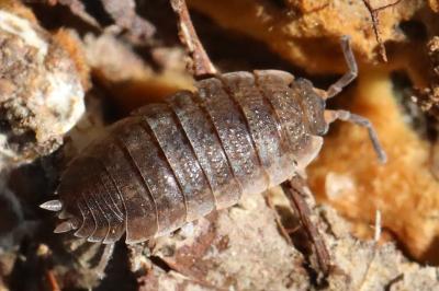 <i>Porcellio scaber</i>