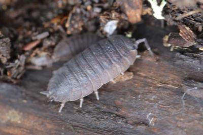 <i>Porcellio scaber</i>